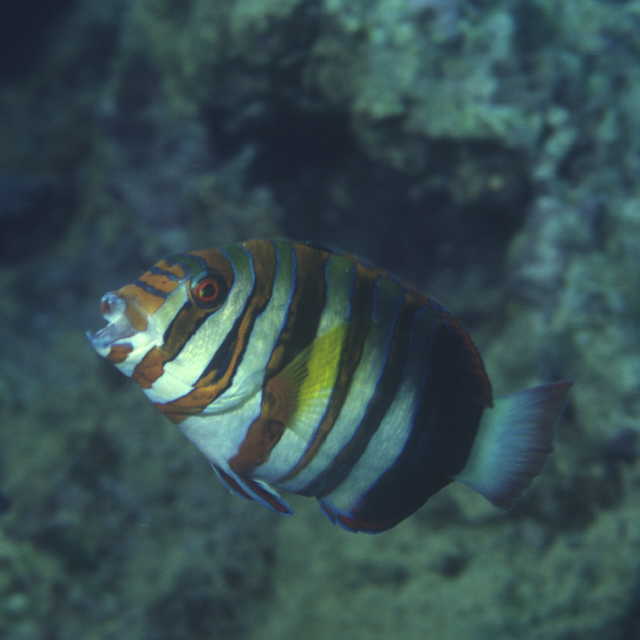 Choerodon fasciatus